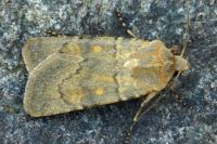 Euxoa decora simulatrix