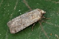 Euxoa nigrofusca