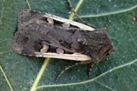 Euxoa hastifera