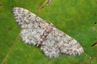 Idaea cervantaria