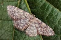 Idaea cervantaria