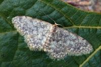Idaea cervantaria