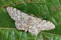 Idaea cervantaria
