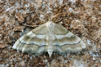 Idaea circuitaria