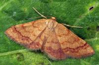Brachyglossina exilaria