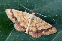 Brachyglossina exilaria