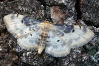 Idaea filicata