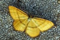 Idaea flaveolaria