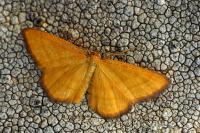 Idaea flaveolaria