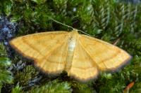 Idaea flaveolaria