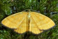 Idaea flaveolaria