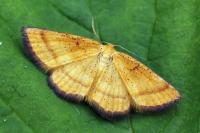 Idaea flaveolaria