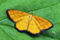 Idaea flaveolaria