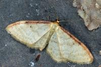 Idaea humiliata
