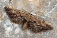 Idaea incalcarata