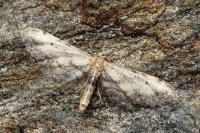 Idaea incalcarata