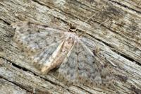 Idaea joannisiata