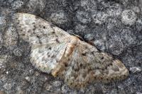 Idaea joannisiata