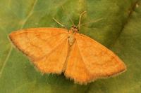Idaea luteolaria