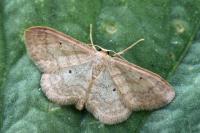 Idaea mancipiata