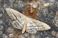 Idaea mediaria