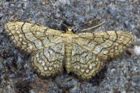 Idaea moniliata
