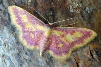 Idaea muricata