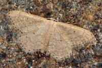 Idaea obsoletaria