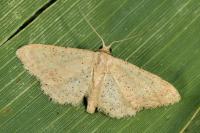 Idaea obsoletaria