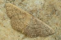 Idaea obsoletaria