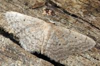 Idaea obsoletaria