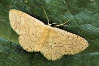 Idaea obsoletaria