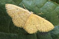 Idaea obsoletaria