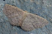 Idaea obsoletaria
