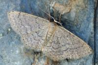 Idaea obsoletaria