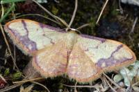 Idaea ostrinaria