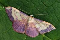 Idaea ostrinaria
