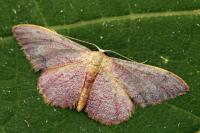 Idaea ostrinaria