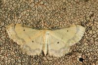 Idaea politaria