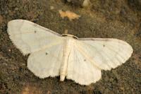 Idaea politaria