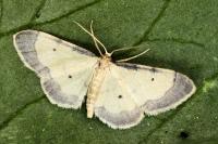Idaea politaria