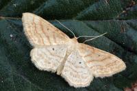 Idaea rufaria