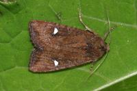 Helotropha leucostigma