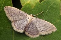 Idaea sardoniata