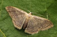 Idaea sardoniata