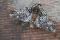 Biston strataria