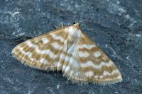 Idaea sericeata