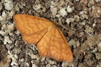 Idaea serpentata