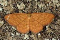 Idaea serpentata