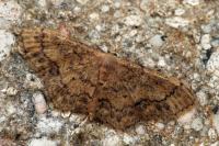 Idaea subsaturata